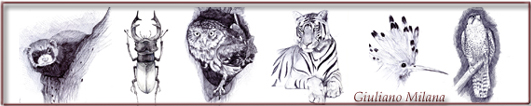 Tigre e altri disegnini.....